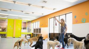 how to start a dog daycare business