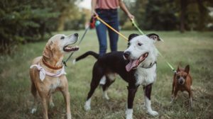 Pet Sitting or Dog Walking